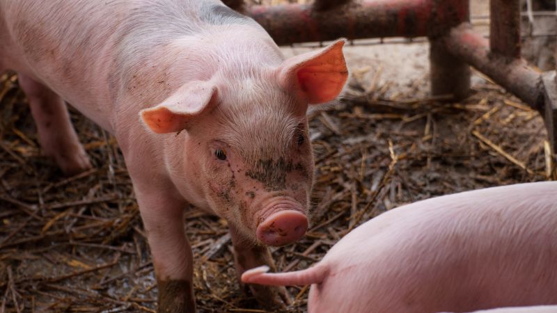 Giá heo hơi hôm nay 25/07 tại miền Bắc