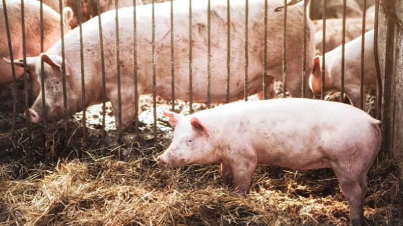 Giá heo hơi hôm nay 25/07 tại Trung, Tây Nguyên