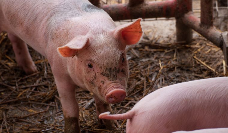 Giá heo hơi hôm nay 25/07: Tiếp tục tăng tại khu vực miền Nam