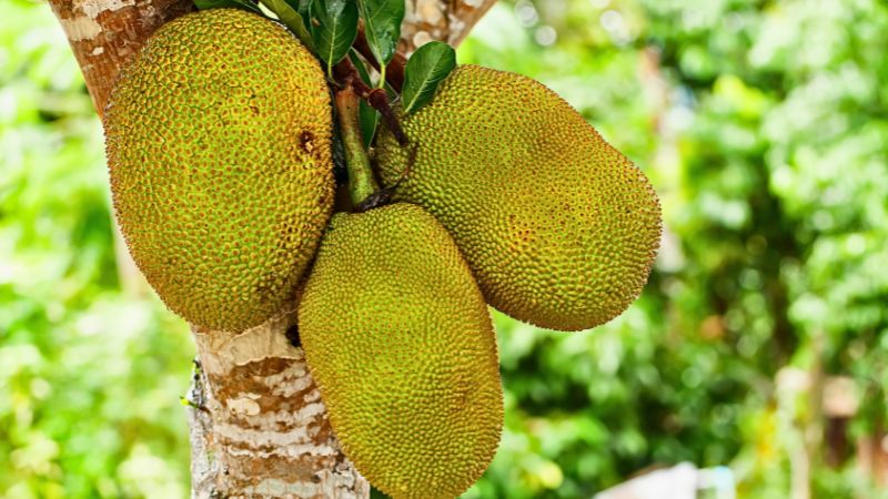 Cách nhận biết cắt bỏ chính xác trái mít Thái bị xơ đen ngay từ nhỏ Cách nhận biết cắt bỏ chính xác trái mít Thái bị xơ đen ngay từ nhỏ
