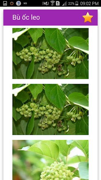 Screenshots Cây thuốc Việt Nam: Cách chữa bệnh bằng cây thuốc