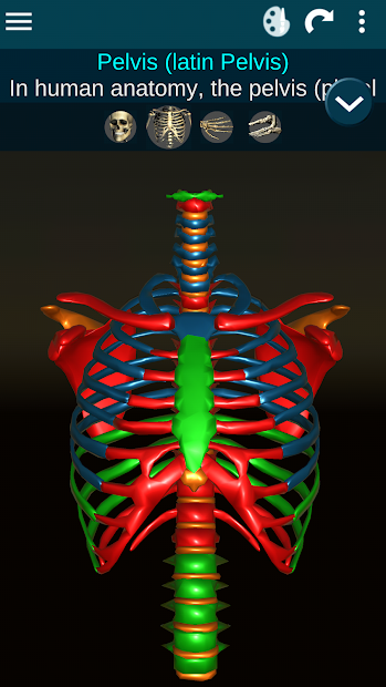 Tranh giải phẫu bộ xương người 3D