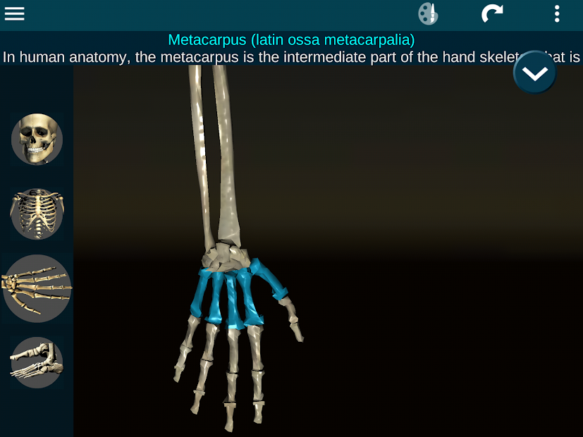 Screenshots Osseous System in 3D (Anatomy): Giải phẫu xương người 3D