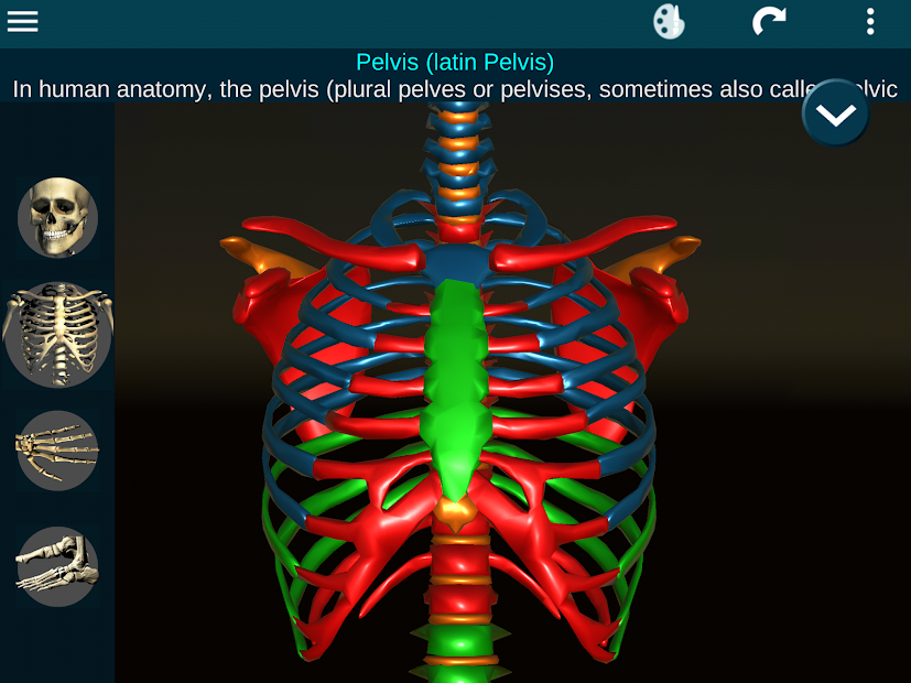Screenshots Osseous System in 3D (Anatomy): Giải phẫu xương người 3D