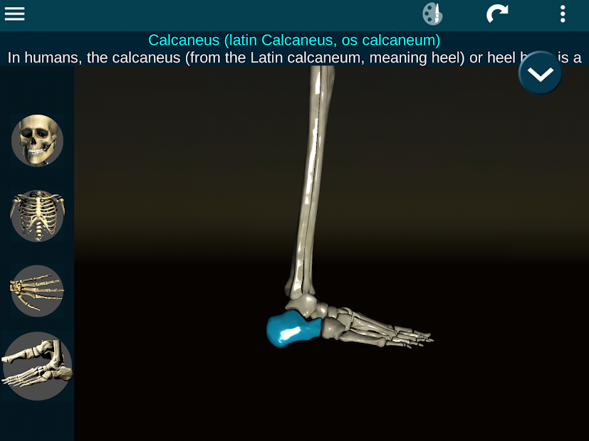 Screenshots Osseous System in 3D (Anatomy): Giải phẫu xương người 3D