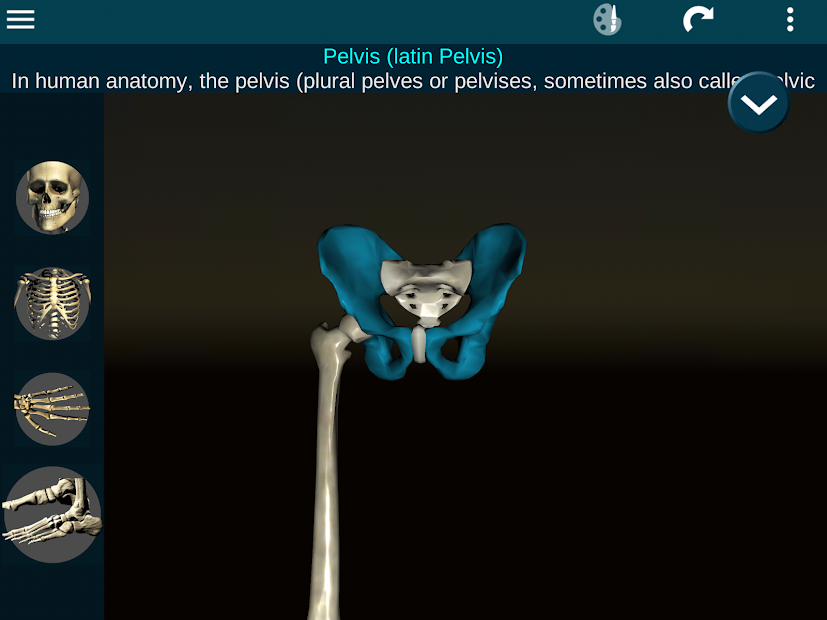 Screenshots Osseous System in 3D (Anatomy): Giải phẫu xương người 3D