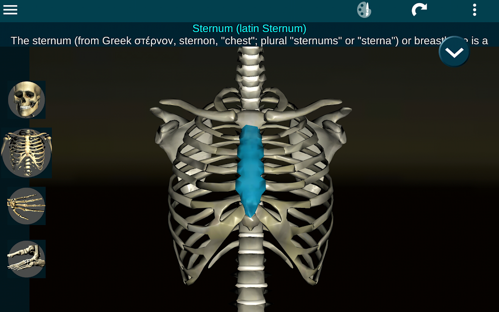 Mô hình bộ xương người gắn kết Cao 85cm  Nhà sách Giáo dục Onlygol