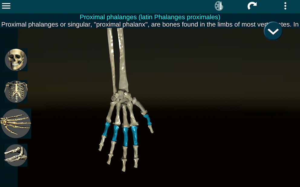 Screenshots Osseous System in 3D (Anatomy): Giải phẫu xương người 3D