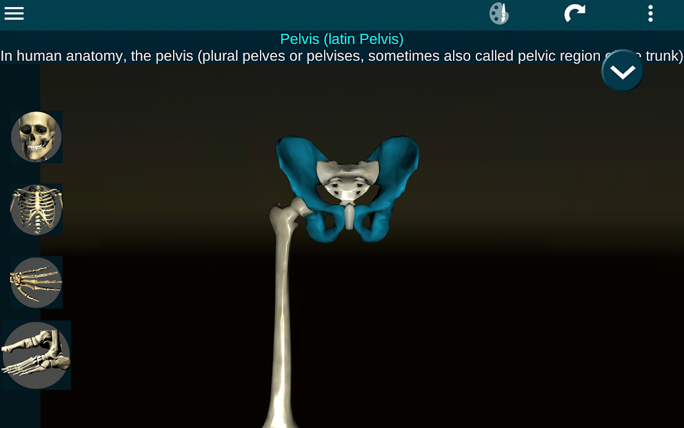 Screenshots Osseous System in 3D (Anatomy): Giải phẫu xương người 3D