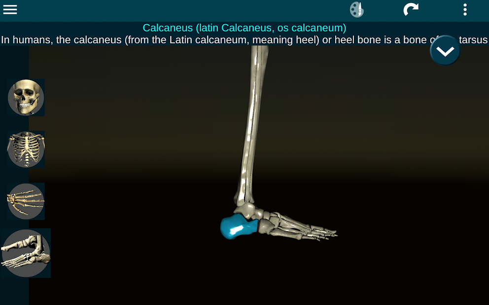 Screenshots Osseous System in 3D (Anatomy): Giải phẫu xương người 3D