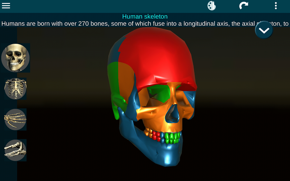 Screenshots Osseous System in 3D (Anatomy): Giải phẫu xương người 3D