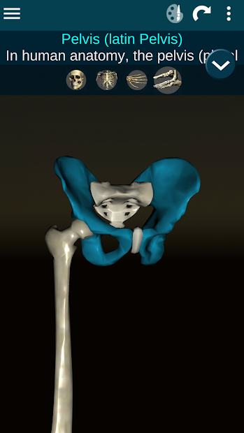 Screenshots Osseous System in 3D (Anatomy): Giải phẫu xương người 3D