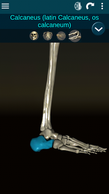Screenshots Osseous System in 3D (Anatomy): Giải phẫu xương người 3D