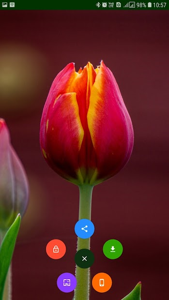 Screenshots Flower Wallpaper - Tổng hợp hình ảnh các loại hoa