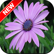 Flower Wallpaper - Tổng hợp hình ảnh các loại hoa