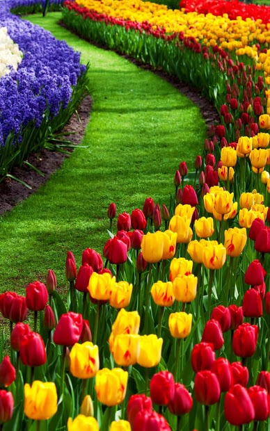 500+ hình nền rừng hoa đẹp Cho desktop và mobile