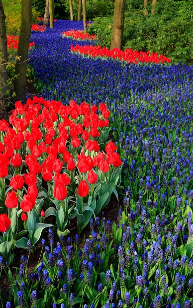 Nền Vườn Hoa Tulip đầy Màu Sắc Hình Nền Cho Tải Về Miễn Phí - Pngtree