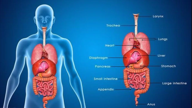 Suy đa tạng có thể ảnh hưởng đến bất cứ cơ quan nào trong cơ thể