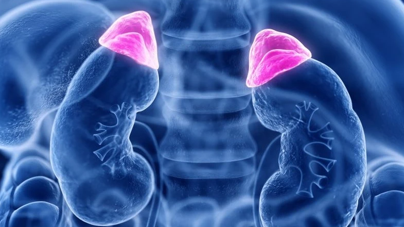 Tăng sản thượng thận bẩm sinh là một bệnh lý rối loạn di truyền Tăng sản thượng thận bẩm sinh là một bệnh lý rối loạn di truyền