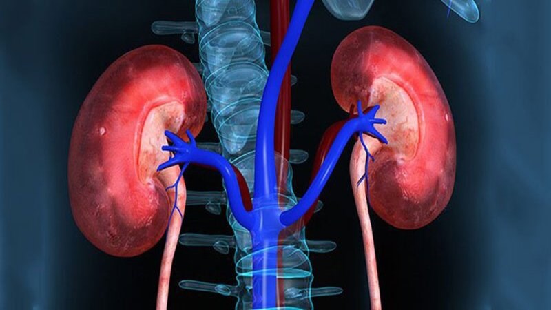 Lao thận là dạng lao hệ tiết niệu sinh dục phổ biến nhất