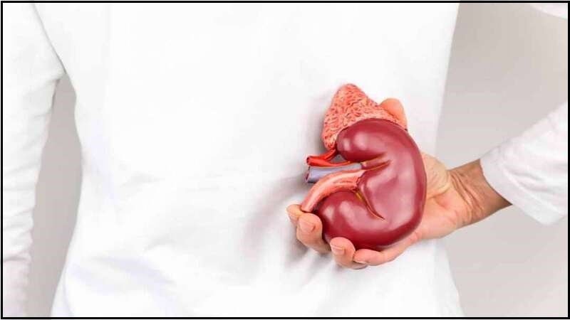 Tăng sản thượng thận bẩm sinh được chia thành 2 loại chính là cổ điển và không phân loại Tăng sản thượng thận bẩm sinh được chia thành 2 loại chính là cổ điển và không phân loại