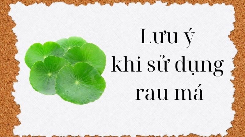 Một số lưu ý để sử dụng rau má an toàn và hiệu quả