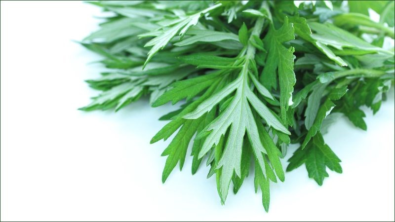 Ngải cứu chỉ là một phương pháp hỗ trợ điều trị các triệu chứng đau nhức xương khớp