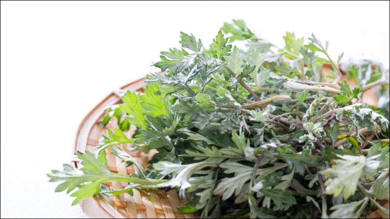 Sử dụng ngải cứu tươi hoặc khô đem sắc thuốc uống giúp chữa đau xương khớp hiệu quả