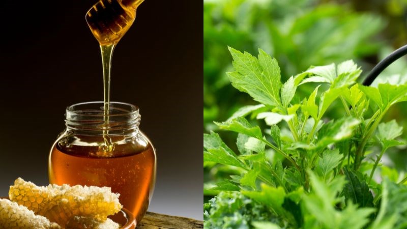 Hỗn hợp ngải cứu và mật ong có tác dụng trị đau khớp hiệu quả