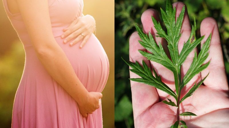Phụ nữ mang thai không nên sử dụng lá ngải cứu do tiềm ẩn nguy cơ gây sảy thai