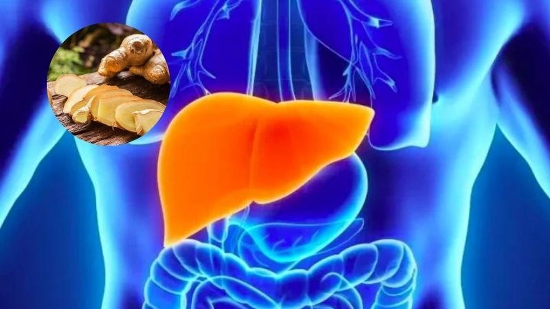 Gừng phòng ngừa gan nhiễm mỡ và giải độc gan Gừng phòng ngừa gan nhiễm mỡ và giải độc gan