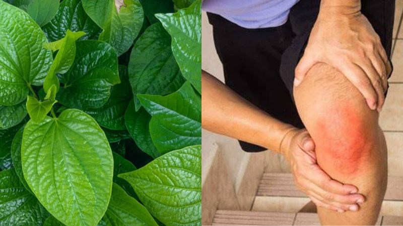 Lá trầu không kết hợp với một số thực vật có tác dụng chữa bong gân