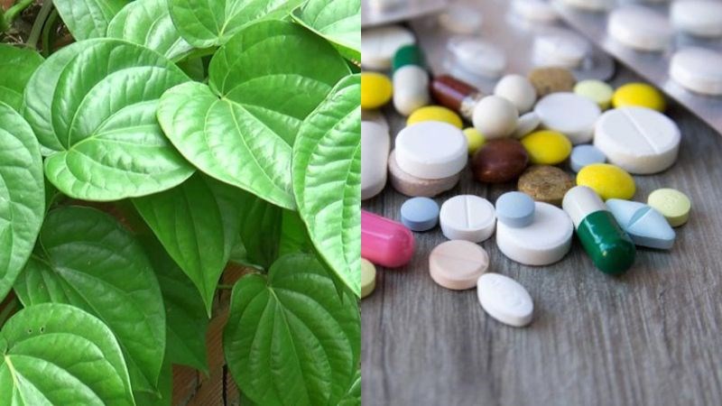 Lá trầu không chỉ hỗ trợ điều trị và không thay thế hoàn toàn thuốc chữa bệnh