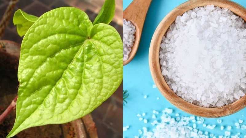 Lá trầu không và muối giúp giảm viêm họng, viêm phế quản