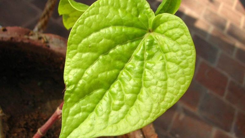 Thành phần chính trong trầu không là các tinh dầu