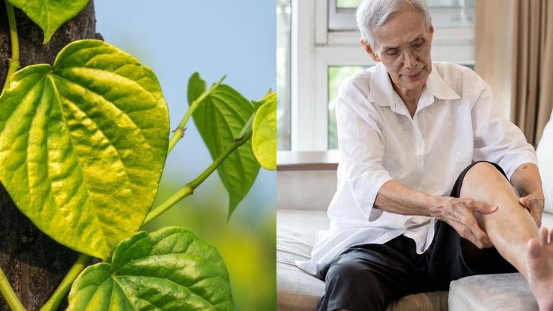 Lá trầu không chứa nhiều chất kháng khuẩn, chống viêm giúp giảm đau
