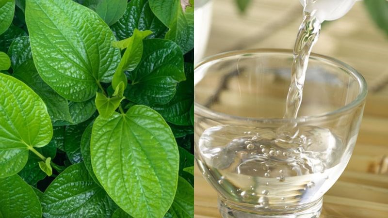 Lá trầu không và giấm chữa chấn thương