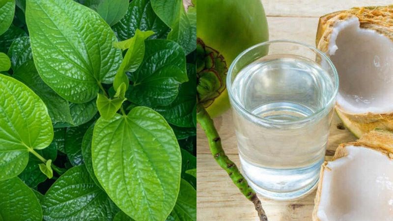 Tinh dầu trong trầu không có tác dụng chữa viêm khớp