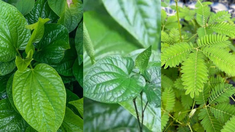 Lá trầu không kết hợp lá lốt và xấu hổ trị phong thấp