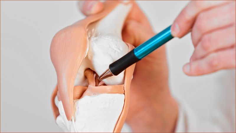 Collagen góp phần duy trì và tăng cường sức bền của dây chằng