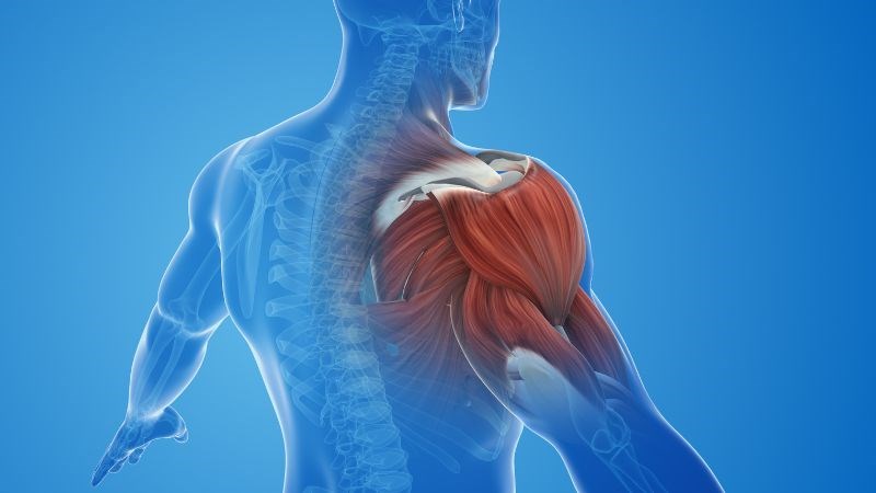 Collagen đóng vai trò quan trọng trong việc duy trì chức năng hoạt động của cơ bắp