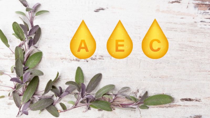 Cây xô thơm chứa vitamin A,C và E có tác dụng chống oxy hóa