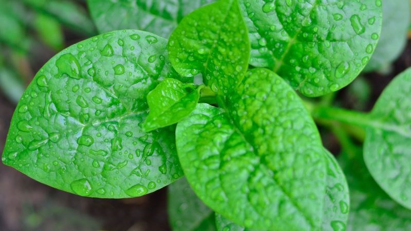 Ăn rau mồng tơi kèm các thực phẩm giàu vitamin C để tránh cản trở hấp thụ sắt và canxi