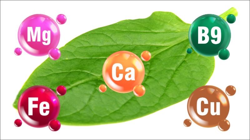 Rau mồng tơi chứa lượng vitamin và khoáng chất dồi dào gồm vitamin B9, canxi, magie và sắt