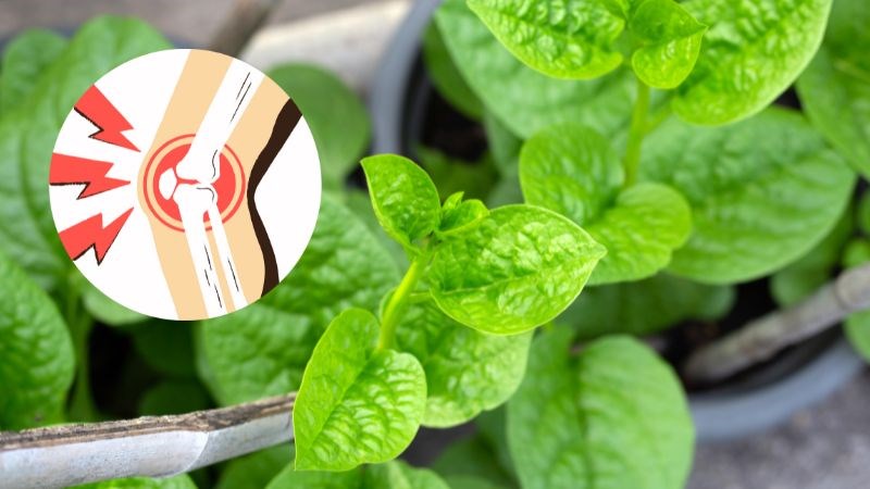 Rau mồng tơi giúp cải thiện tình trạng đau nhức xương khớp hiệu quả