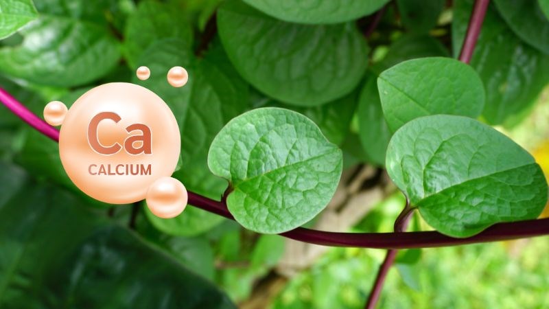Rau mồng tơi là một trong những nguồn thực phẩm chứa nhiều canxi