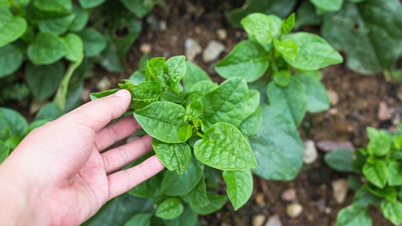 Lượng chất xơ trong rau mồng tơi giúp kiểm soát béo phì và giảm áp lực vùng khớp