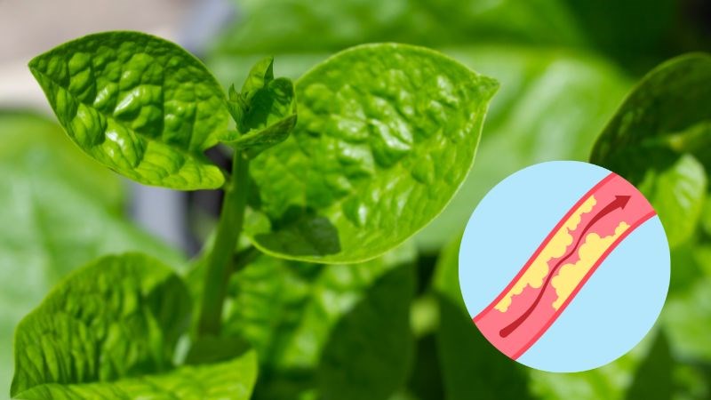 Pectin có chứa trong rau mồng tơi giúp làm giảm tích tụ cholesterol xấu trong khớp