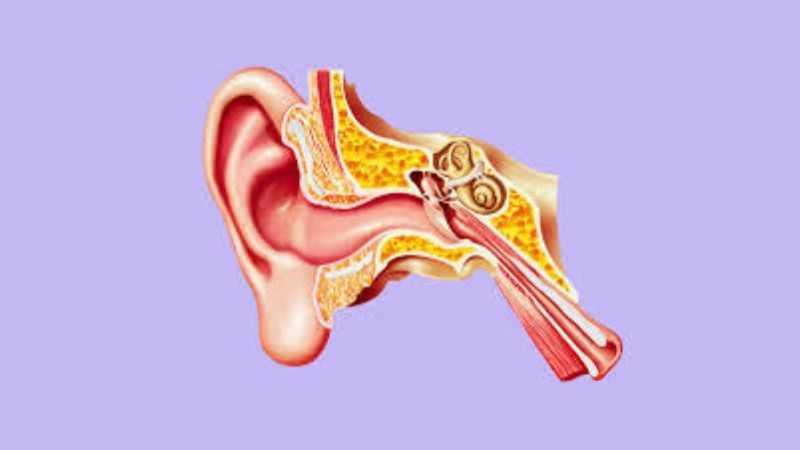 Rối loạn chức năng vòi nhĩ là bệnh do chức năng của vòi nhĩ không được thực hiện đầy đủ