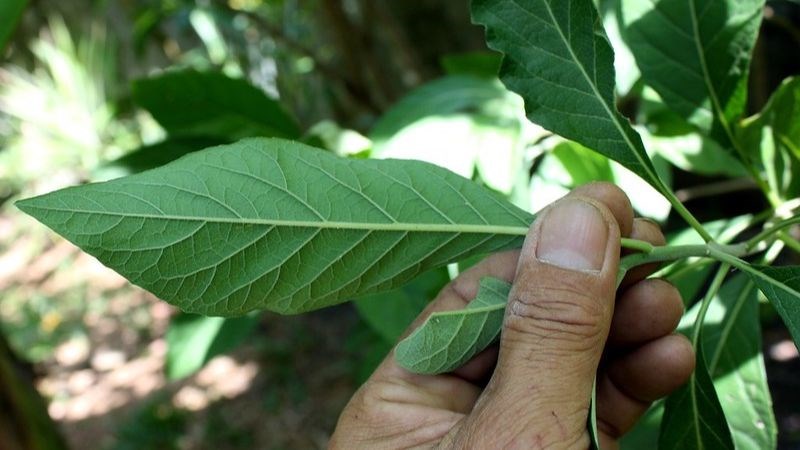 Các chuyên gia khuyến cáo chỉ nên dùng 10g cây mật gấu mỗi ngày